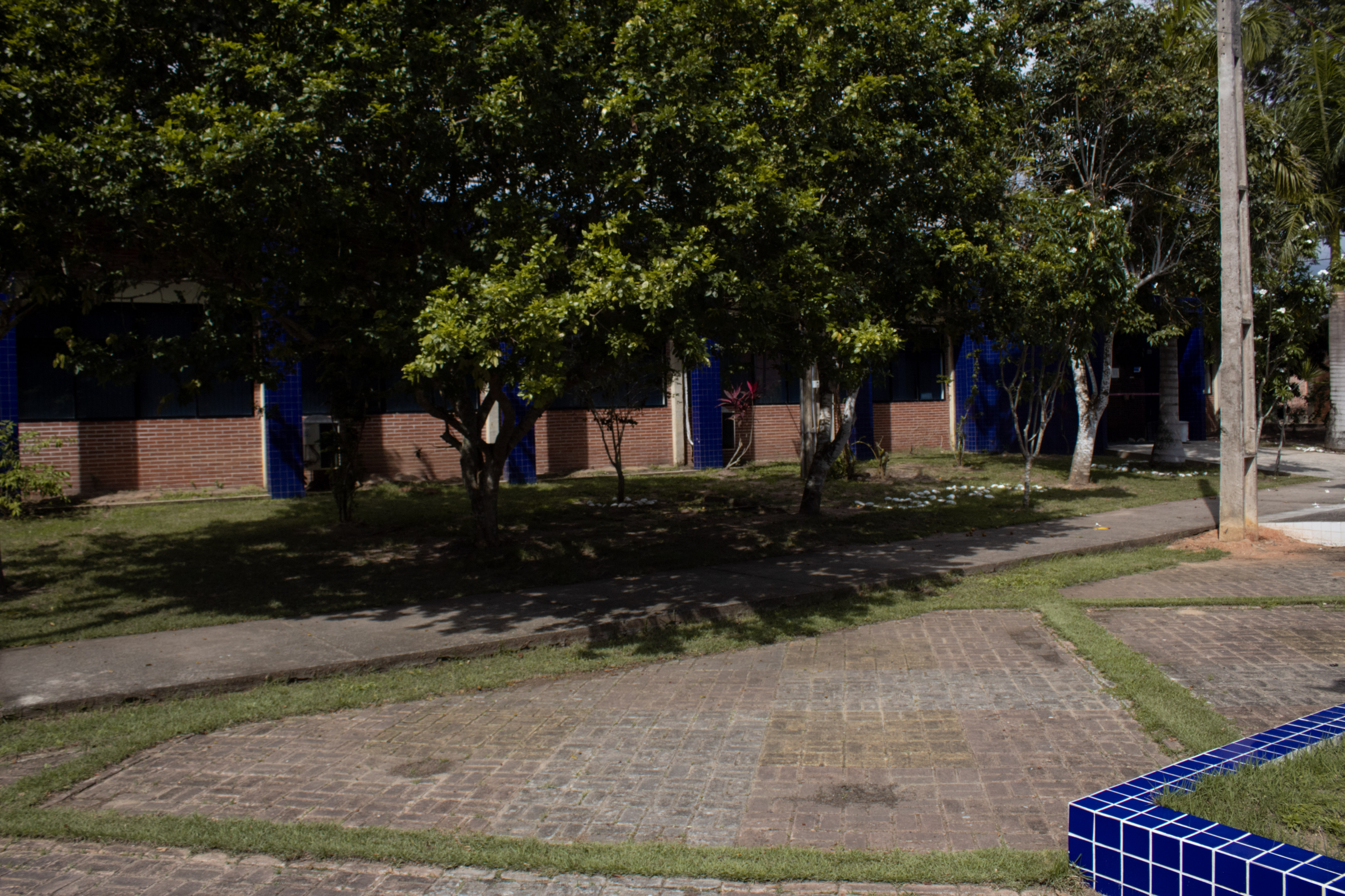 Árvores projetando sombras intensas sobre um caminho ensolarado do campus